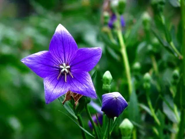 桔梗花：爱你永不悔