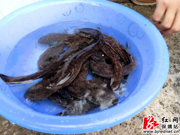 保靖县增殖放流400余尾人工繁育娃娃鱼