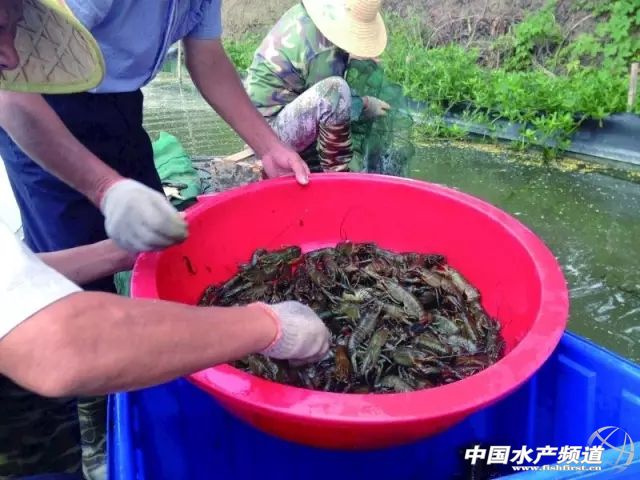 澳洲淡水龙虾的养殖视频家里养,澳洲淡水龙虾室内养水教程