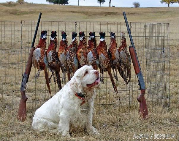可爱呆萌狗狗资料,狗狗15种寄生虫病详细资料图