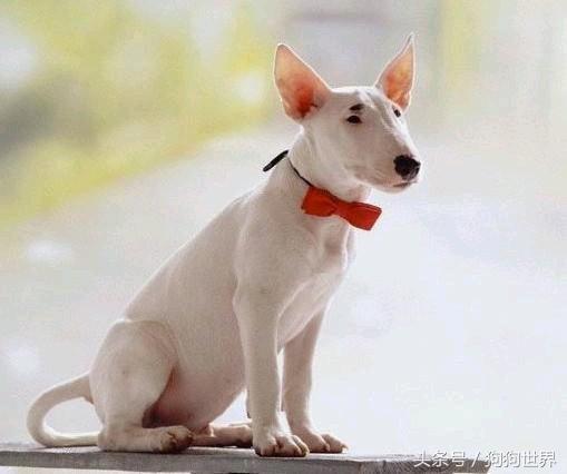 可爱呆萌狗狗资料,狗狗15种寄生虫病详细资料图