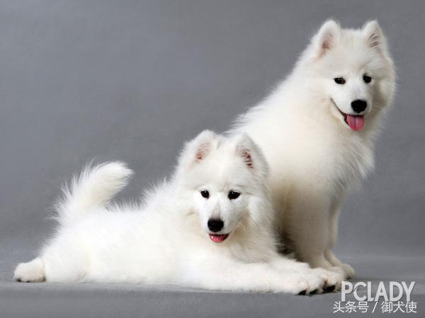 萨摩耶眼角有泪痕怎么治疗,萨摩耶眼睛有泪痕怎么治