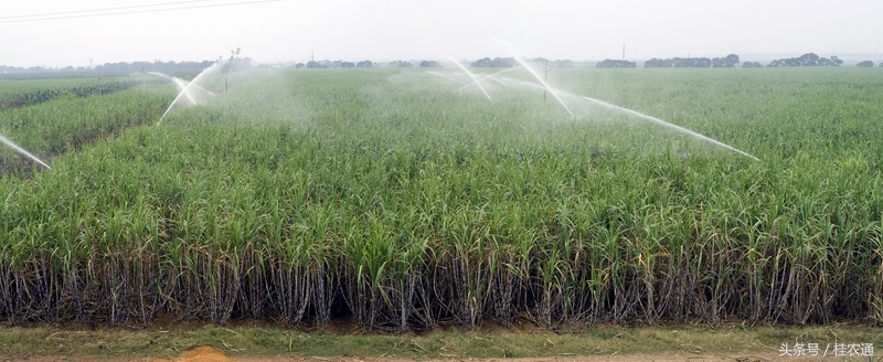 广西为什么适合农业,广西农业哪里最发达