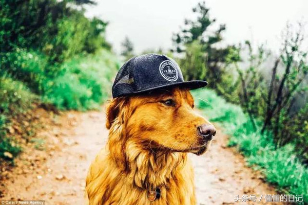 啥时候狗都能当网红了,哪种狗容易成网红