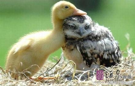 原来动物的世界里也有竞争,动物世界竞争关系