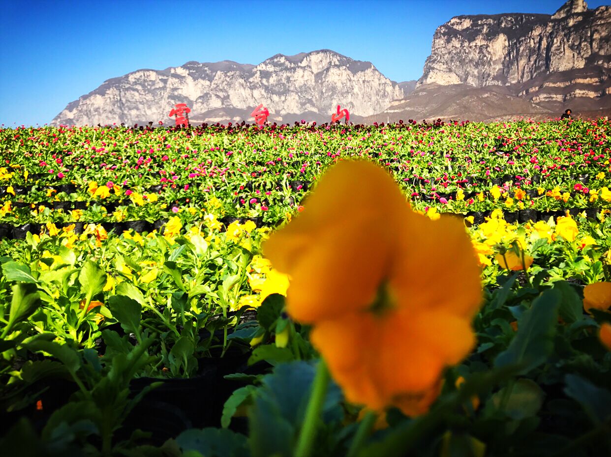 自驾去云台山吃住行怎么安排,云台山吃住旅游攻略图大全