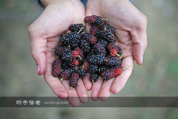 居于涟岸隐于湖，到肇庆体验离尘不离城的精致慢生活