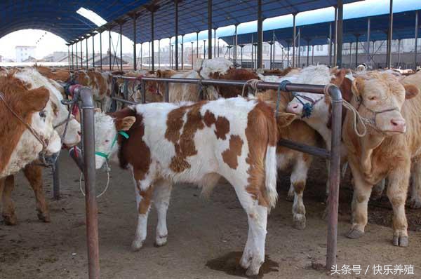 牛犊倒生死亡是什么原因,牛犊倒生为什么会死