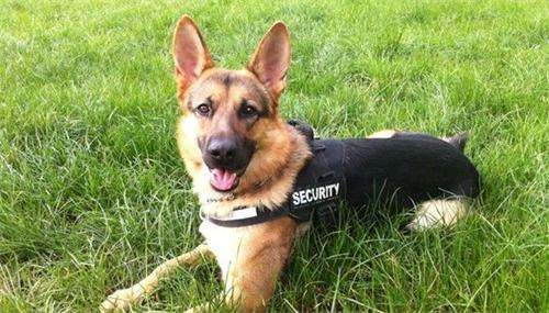 德牧两条后腿无法走路，完全不能使力