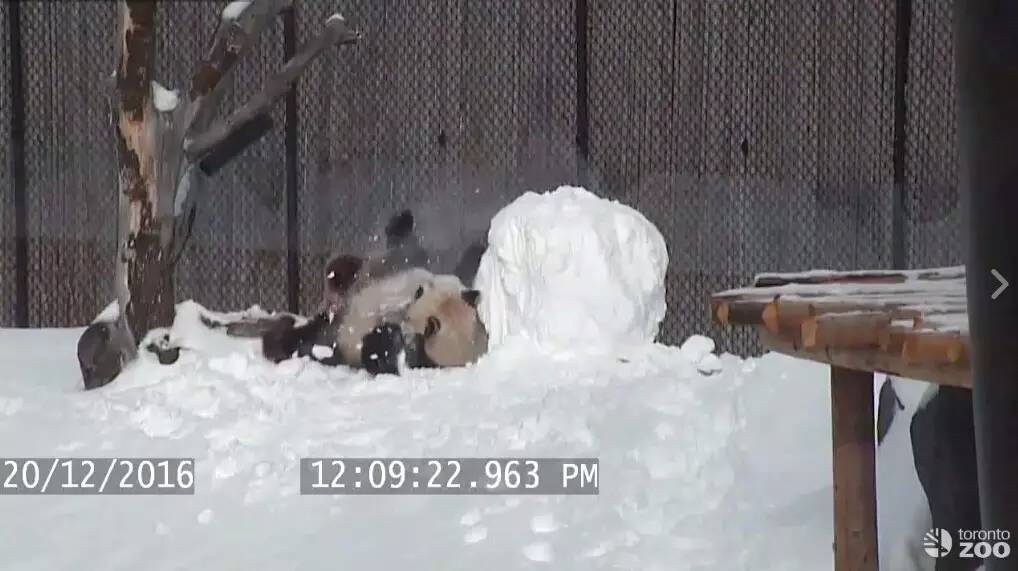 逛老街、扔斧头、高空行走!这样的多伦多,你爱吗?