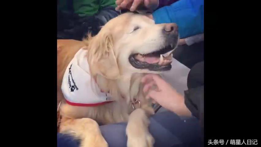 狗狗食道扩张的原因,狗狗食道扩张的症状