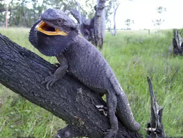 黑色鬃毛的狮子厉害吗,黑色鬃狮蜥