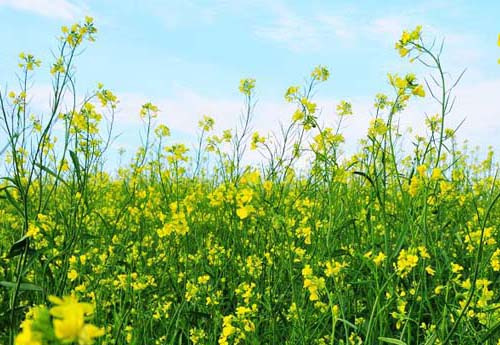 咳嗽三味药解决,三味中药治疗各种咳嗽