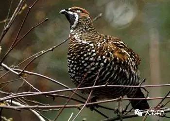 熊猫还是中国一级保护动物吗,秦金丝猴是国家一级保护动物