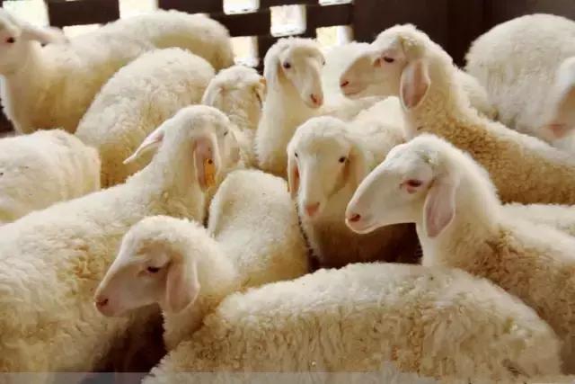 肉羊优良品种有哪些,马章全