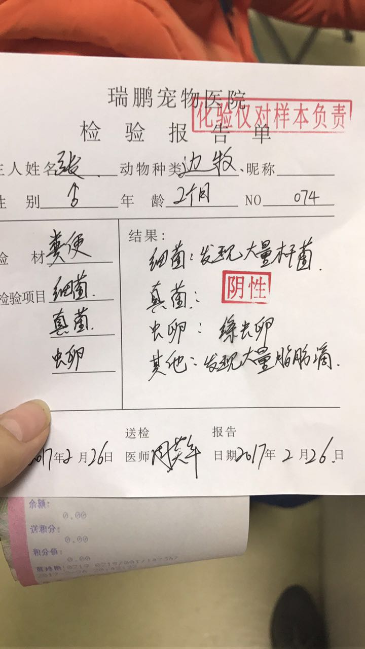 边牧得过细小还用打细小疫苗吗,没打疫苗的边牧幼犬能训练吗