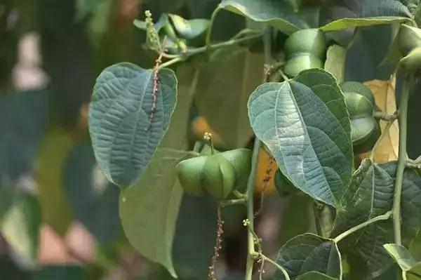 人类未来的重要食物是什么,美国十大未来食物