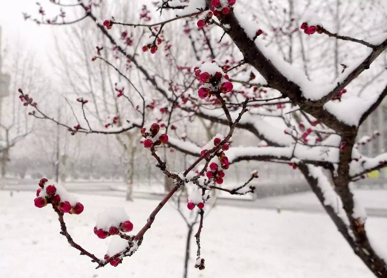 印象渭南：情寄雪梅