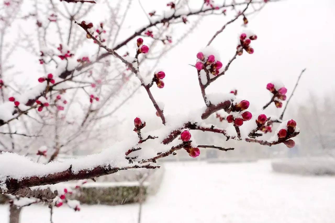 印象渭南：情寄雪梅