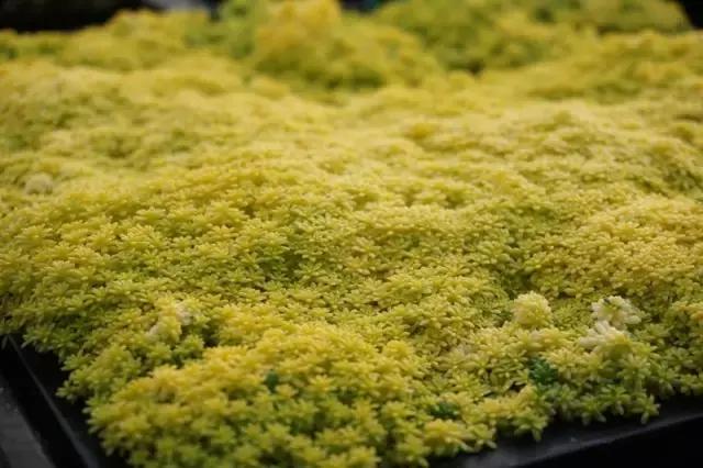 肉锥多肉刚栽上多久浇水,多肉浇水的时候漏水怎么办