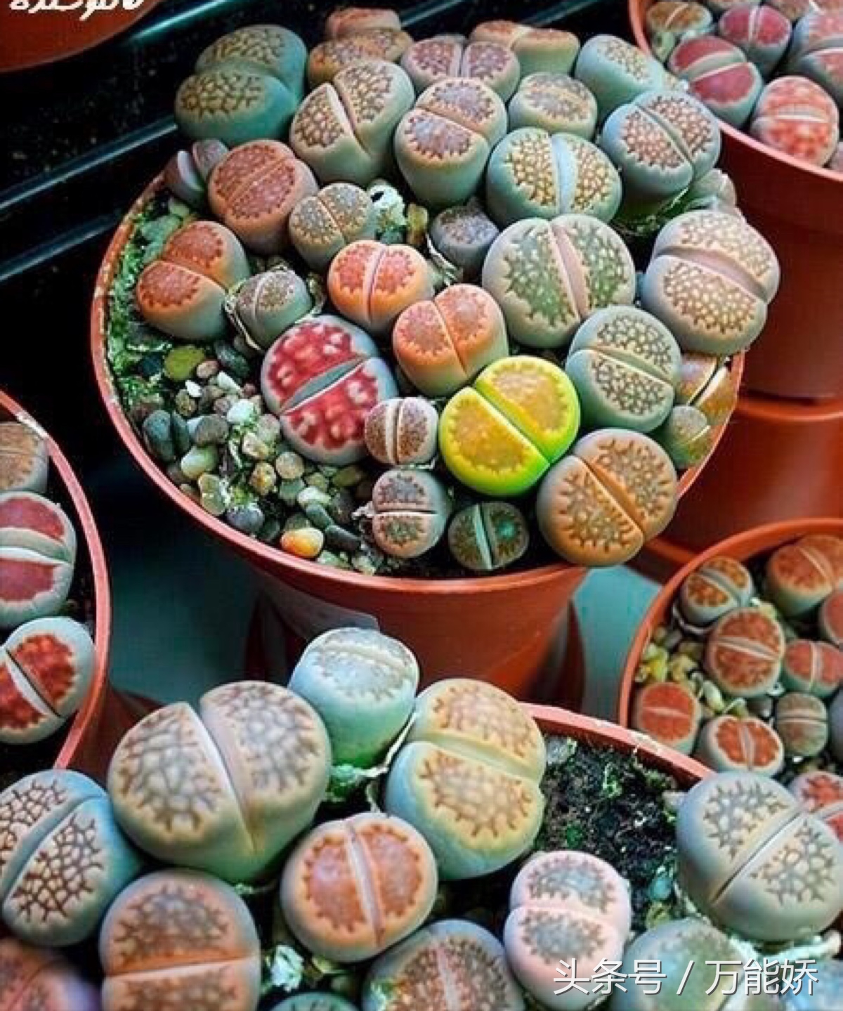 生石花屁股花盆栽,生石花屁屁花种类