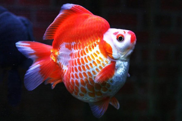 最好养的五种金鱼品种有哪些,金鱼什么品种又大又好看又养不死