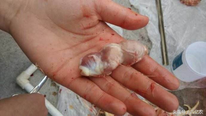 氟苯尼考可以治疗腺肌胃炎,鸡得了腺肌胃炎有什么症状