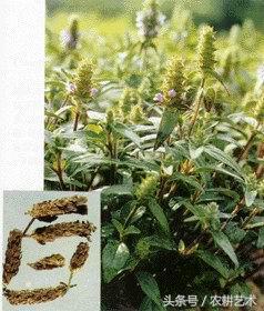 箭叶秋葵中药图谱,农村中草药图谱书籍