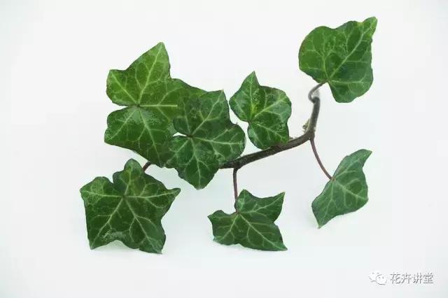 相似的花儿又来了,今天我们来认识它们