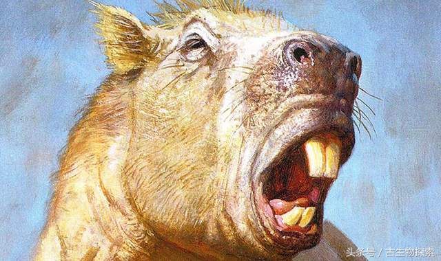 历史上几百万年前南美洲巨鼠,史前生物巨鼠