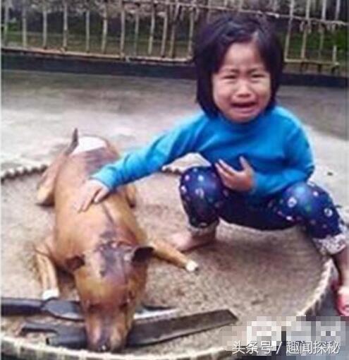 越南狗肉一条街,越南狗市全过程