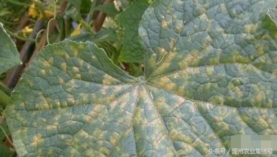 甜瓜细菌性角斑病怎么治,瓜类细菌性角斑病打什么药