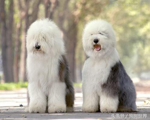 可爱呆萌狗狗资料,狗狗15种寄生虫病详细资料图