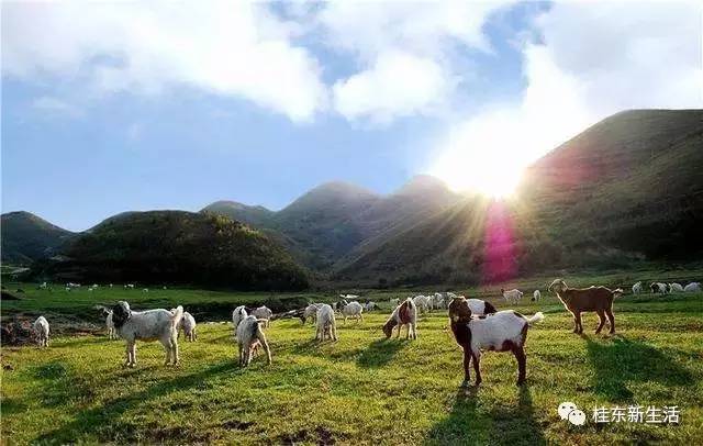 “南方夏都”桂东，平汝高速上的避暑休憩地
