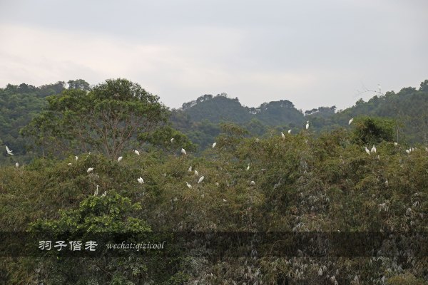 居于涟岸隐于湖,到肇庆体验离尘不离城的精致慢生活
