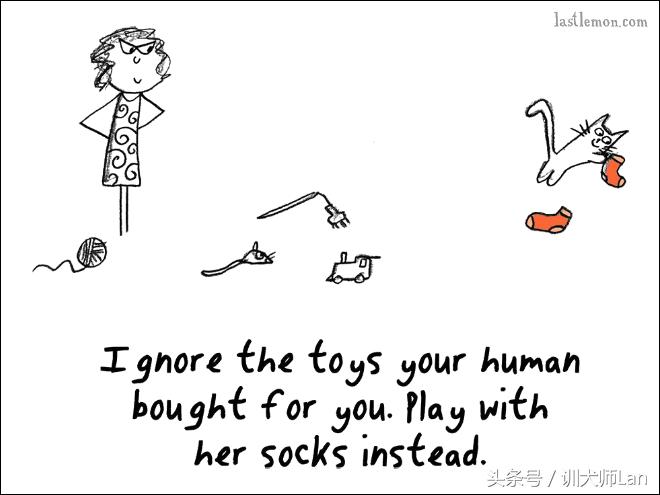 模拟猫咪攻略,驯服猫咪攻略