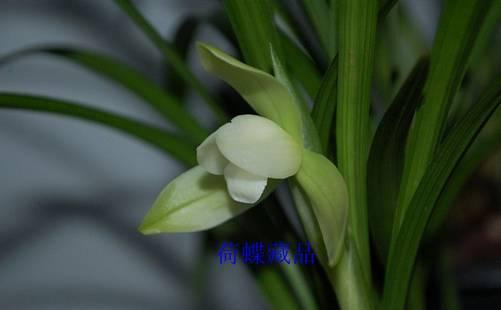 云南兰花名贵品种图片介绍,云南兰花老品种有哪些图片