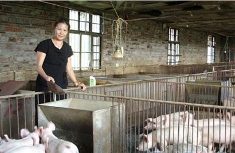 猪霉菌素中毒怎么治疗,猪赤霉菌毒素中毒