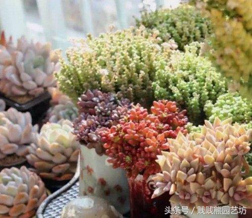 多肉要买生根粉吗,多肉需要买专用土吗