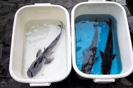 超市活鱼的危害,食用鱼兽药残留超标怎么办