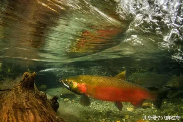 加拿大bc省鲟龙鱼,加拿大bc省鳕鱼