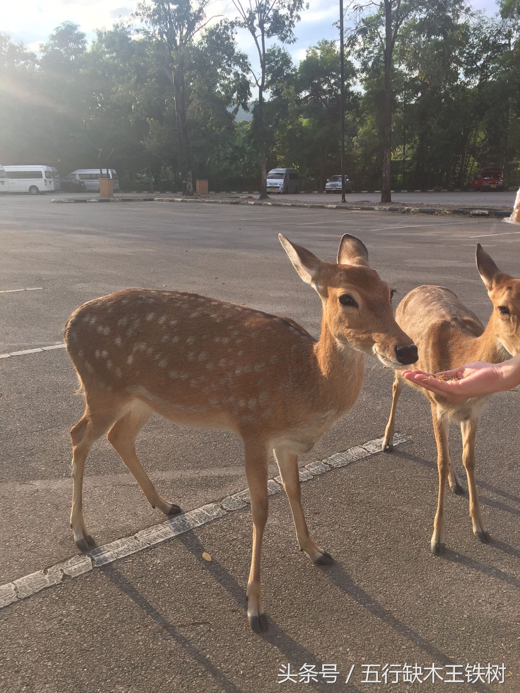 清迈夜景之双龙寺,清迈去双龙寺怎么去