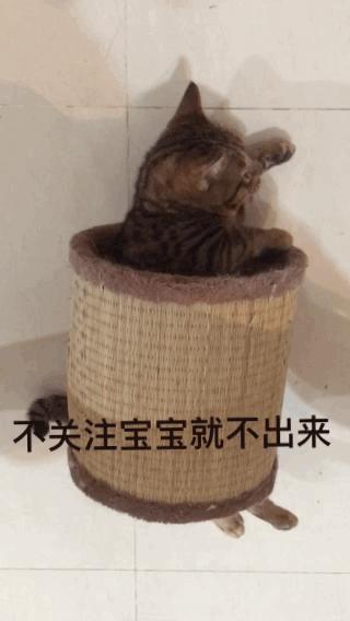 大家都是怎么防止猫尿床的,家有恶猫尿床
