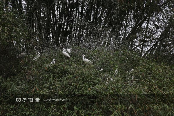 居于涟岸隐于湖,到肇庆体验离尘不离城的精致慢生活