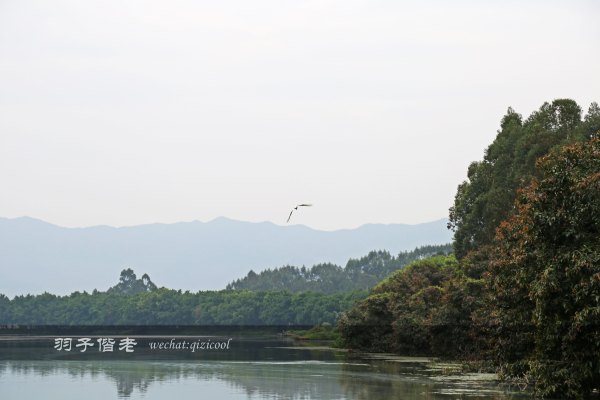 居于涟岸隐于湖，到肇庆体验离尘不离城的精致慢生活