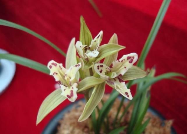 云南兰花名贵品种图片介绍,云南兰花老品种有哪些图片