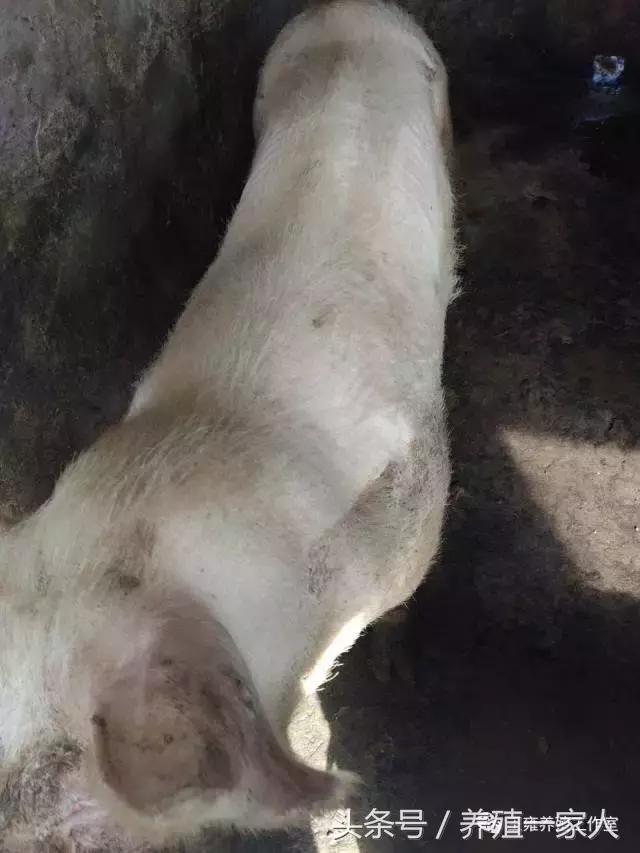 母猪为什么那么少人养殖,母猪养猪知识大全