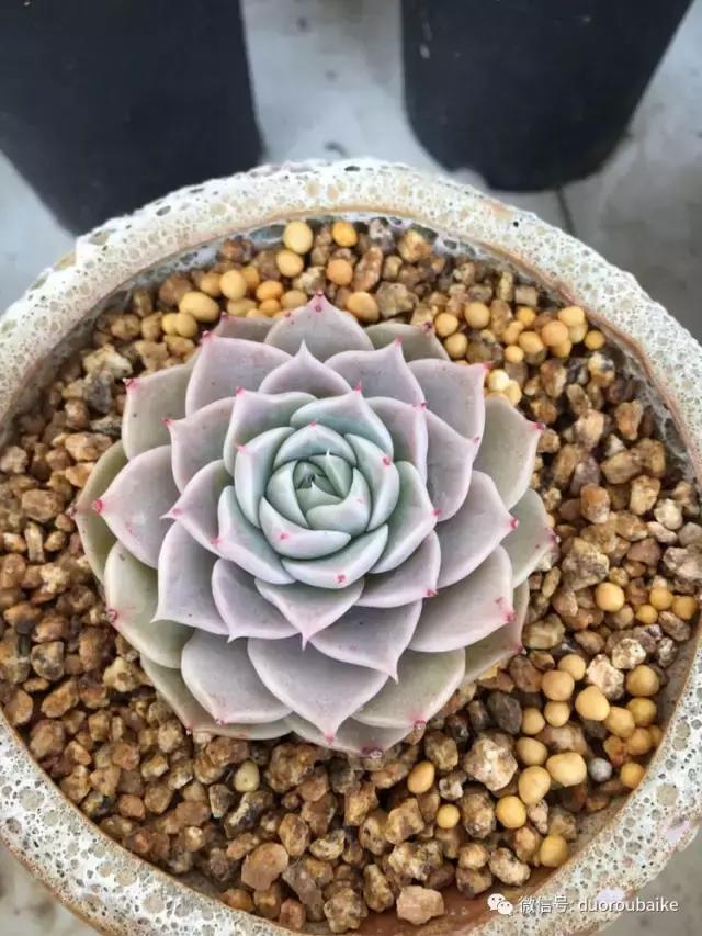 吾家有女初长成全文小说,吾家有女初长成小说精彩阅读