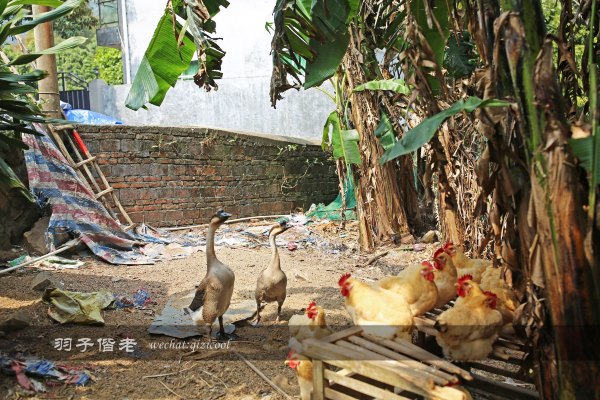 居于涟岸隐于湖,到肇庆体验离尘不离城的精致慢生活