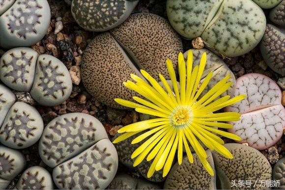 生石花屁股花盆栽,生石花屁屁花种类